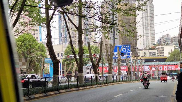 贵阳宝山路梧桐长廊被剪枝相关单位回应原因是