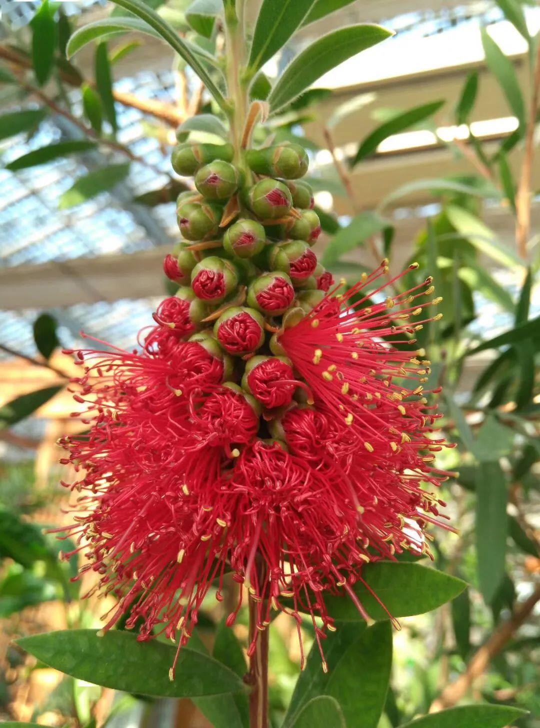 都市雨林奇花异果竞相争艳快带孩子来长长见识吧