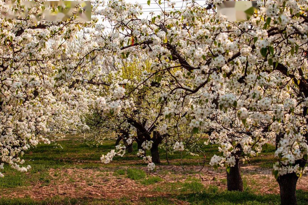 【"云"赏花】咱大兴庞各庄的梨花也太美了吧!