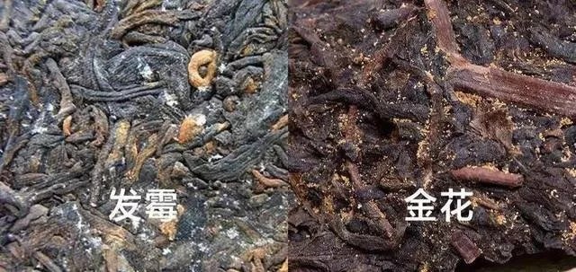 关于黑茶金花那些鲜为人知的秘密!