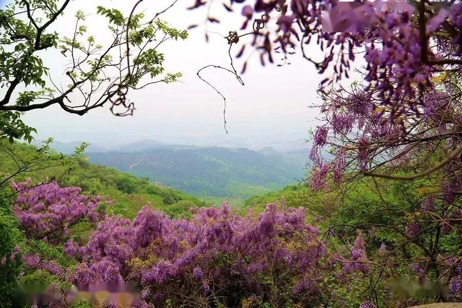 紫藤花便是開在鳳仙山上,該處名曰紫藤谷.