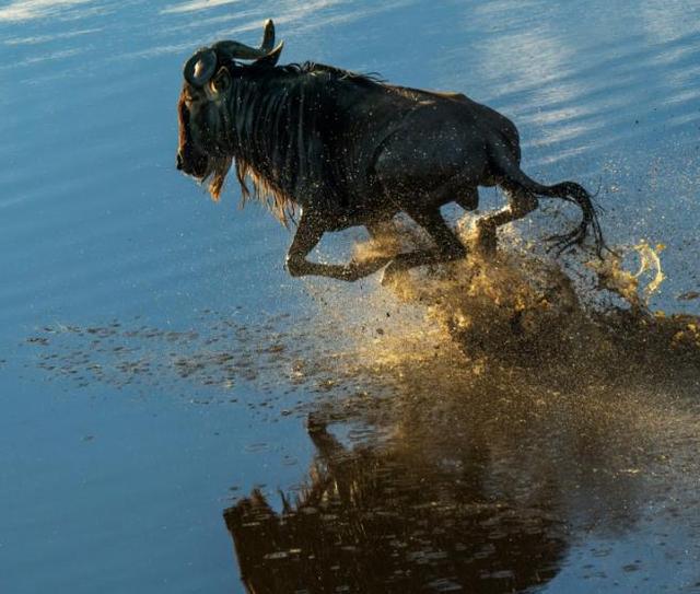 非洲神秘的冥河颜色光鲜亮丽动物靠近就变化石