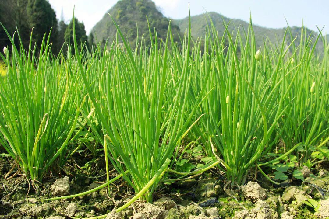 牛皮箐陈文林等人也有了想法,开始规模化种植香葱, 2019年底实现香葱