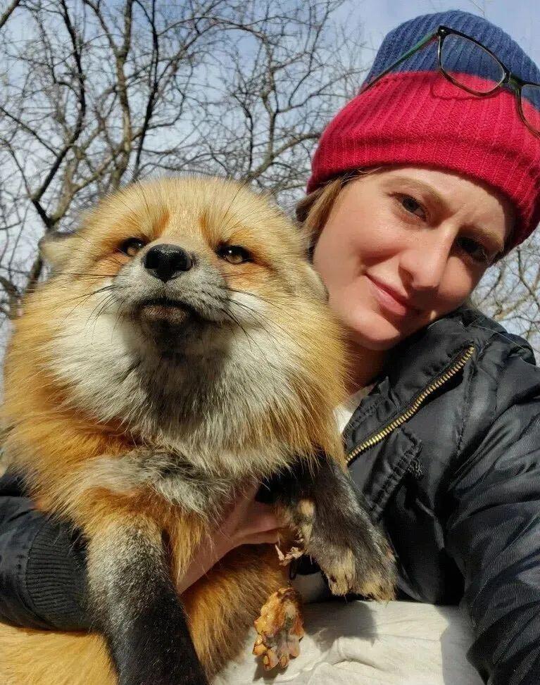 这些被救出的狐狸跟猫狗太像了不仅粘人还超有魔性