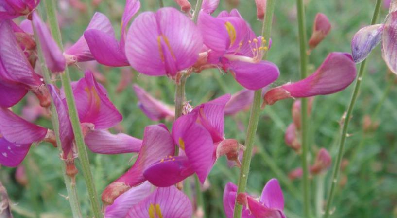 红豆草粉红艳丽,驴食草牧草皇后