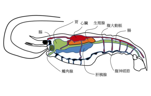 虾的结构图及介绍图片