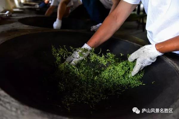 坐饮云雾爱庐山看庐山云雾茶制作全过程