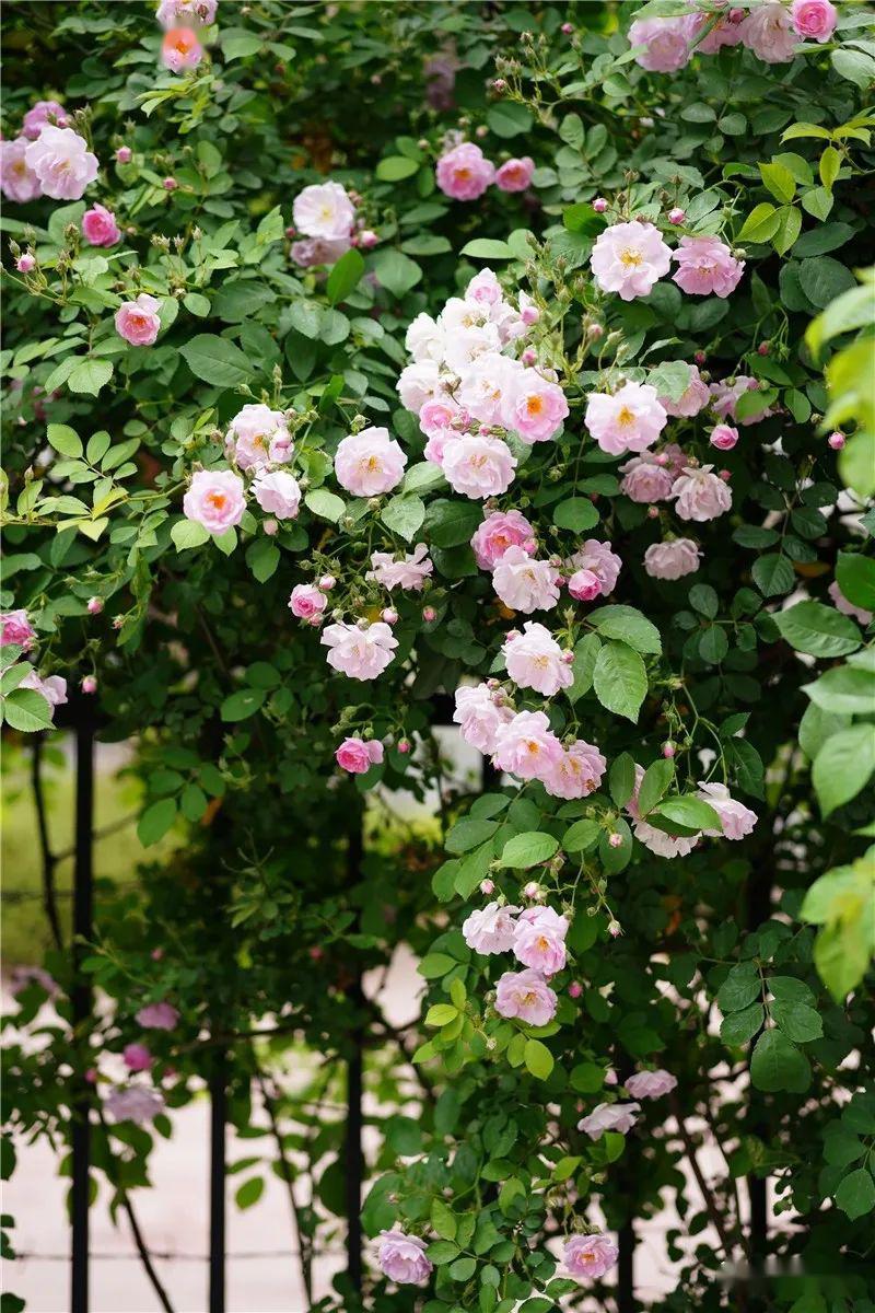 又闻花香蔷薇花下遇青春