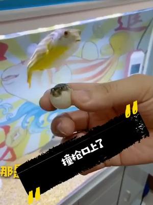 不好意思你家亲戚呀豚哥带你玩狗头冰雪乖巧我可以豚嫂