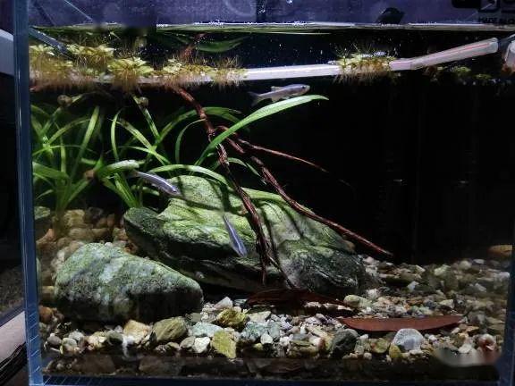 植物换成了小水兰, 缸里的树叶是花台里捡的铁力木叶子,榕树叶子烂了