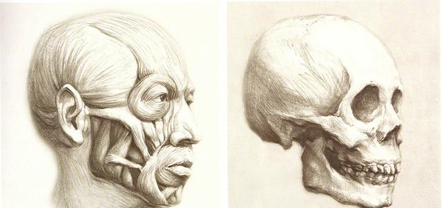 正确认识头部骨点的位置与名称让你的素描头像绘画得心应手