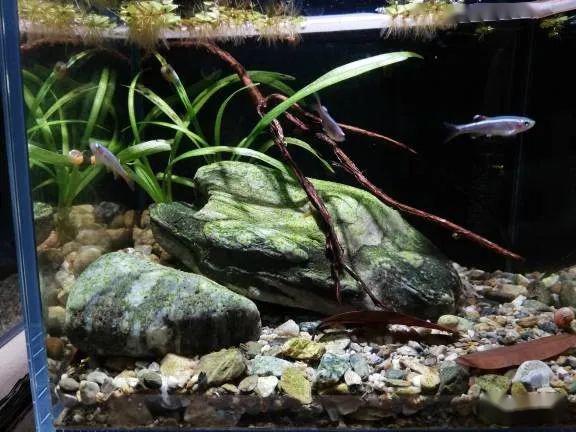 植物换成了小水兰, 缸里的树叶是花台里捡的铁力木叶子,榕树叶子烂了