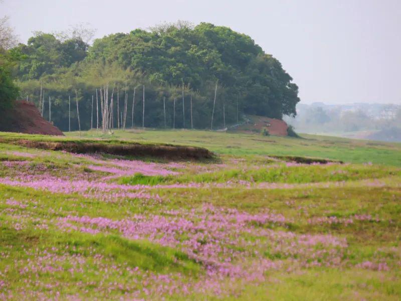鄱阳瓦屑坝梦里的故乡信不信你的根也许在这