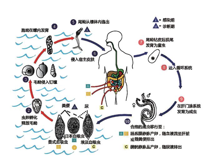 日本血吸虫生活史图片图片