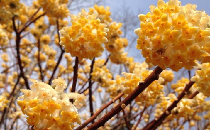 结香花姿态优雅爱情树喜结连枝