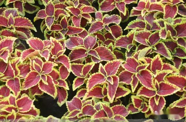 春天让你认识这些花儿一