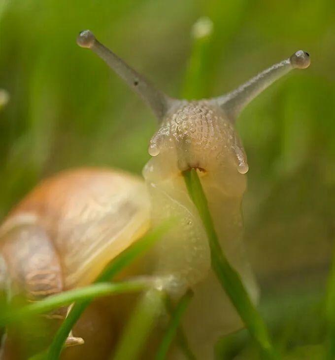 蜗牛的嘴巴图片放大图片