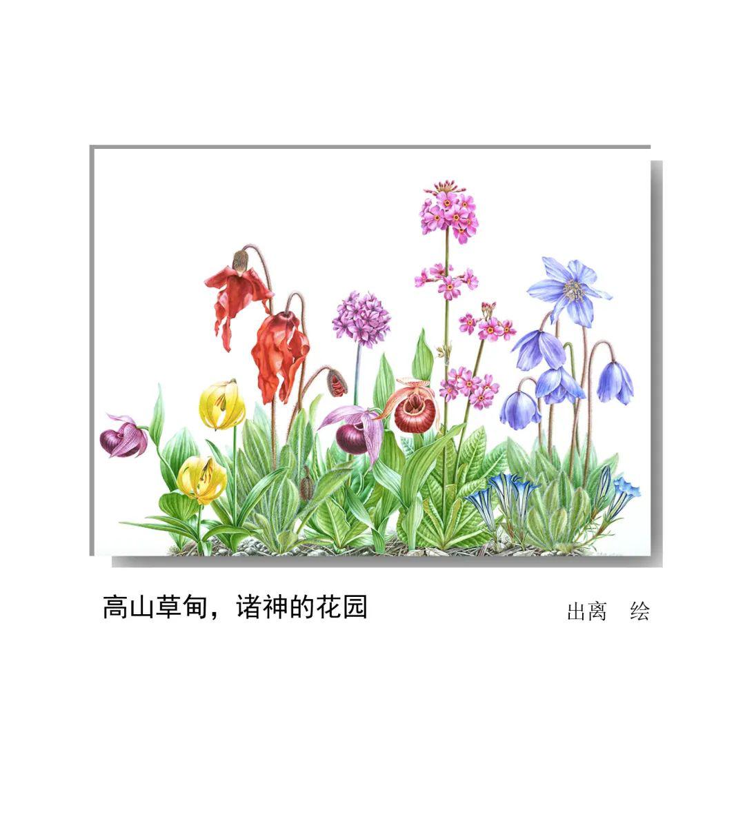 世界的中國植物——2020年博物繪畫全國巡展杭州植物園站(三)_報春花