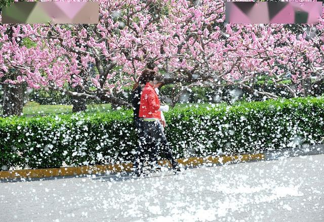 杨絮满天飞图片