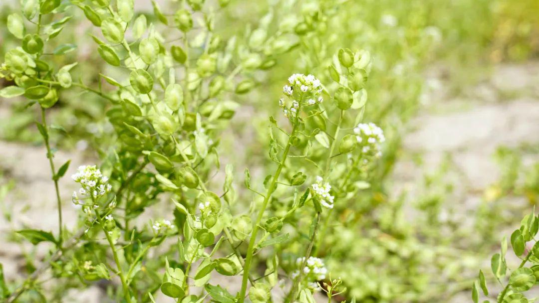 吃过南翔四宝的罗汉菜那你见过开花结籽儿的罗汉菜吗