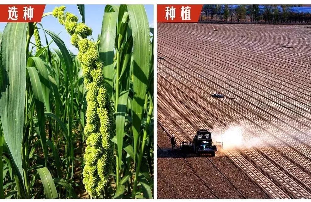 五谷杂粮小米为王好吃来一碗