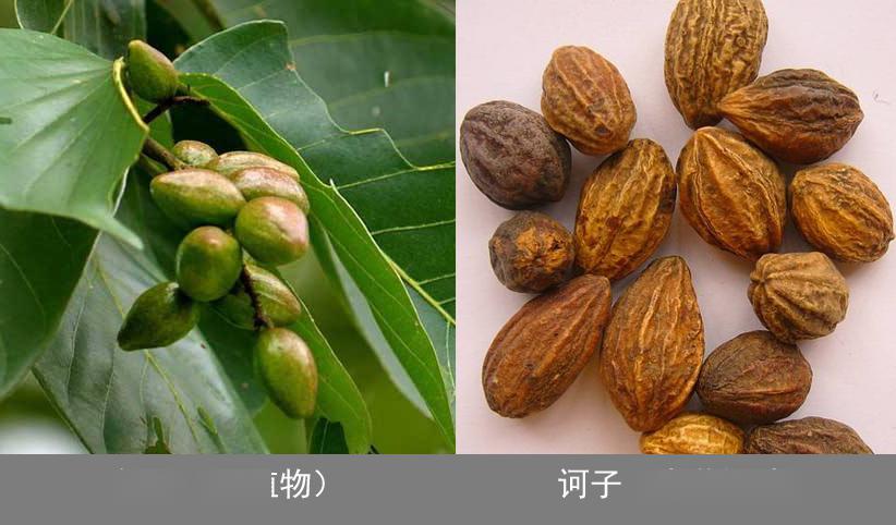 青春康源牌六味安消丸独家剂型更安全多靶点胃肠道动力中成药之六