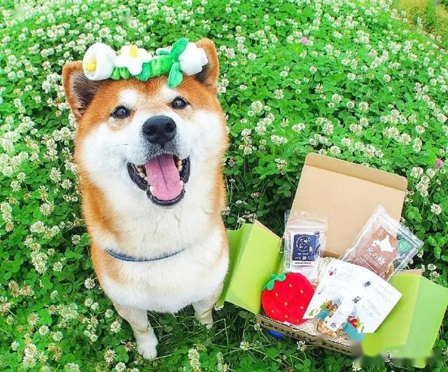 柴犬与花的合照治愈了无数人愿山河无恙岁月无殇