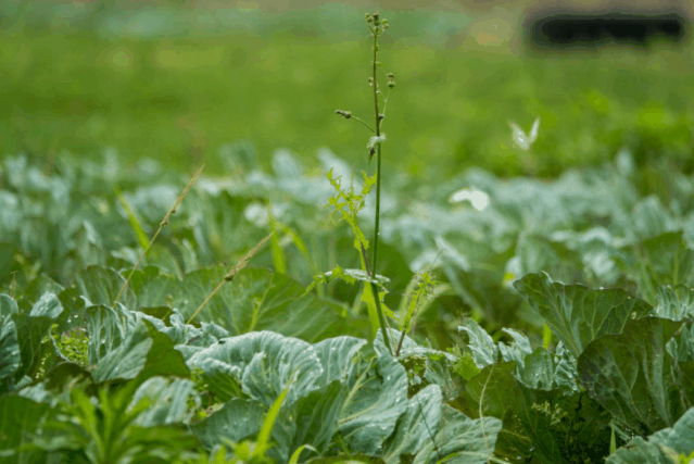 放兽归田老母亲也可以来崇明赏春