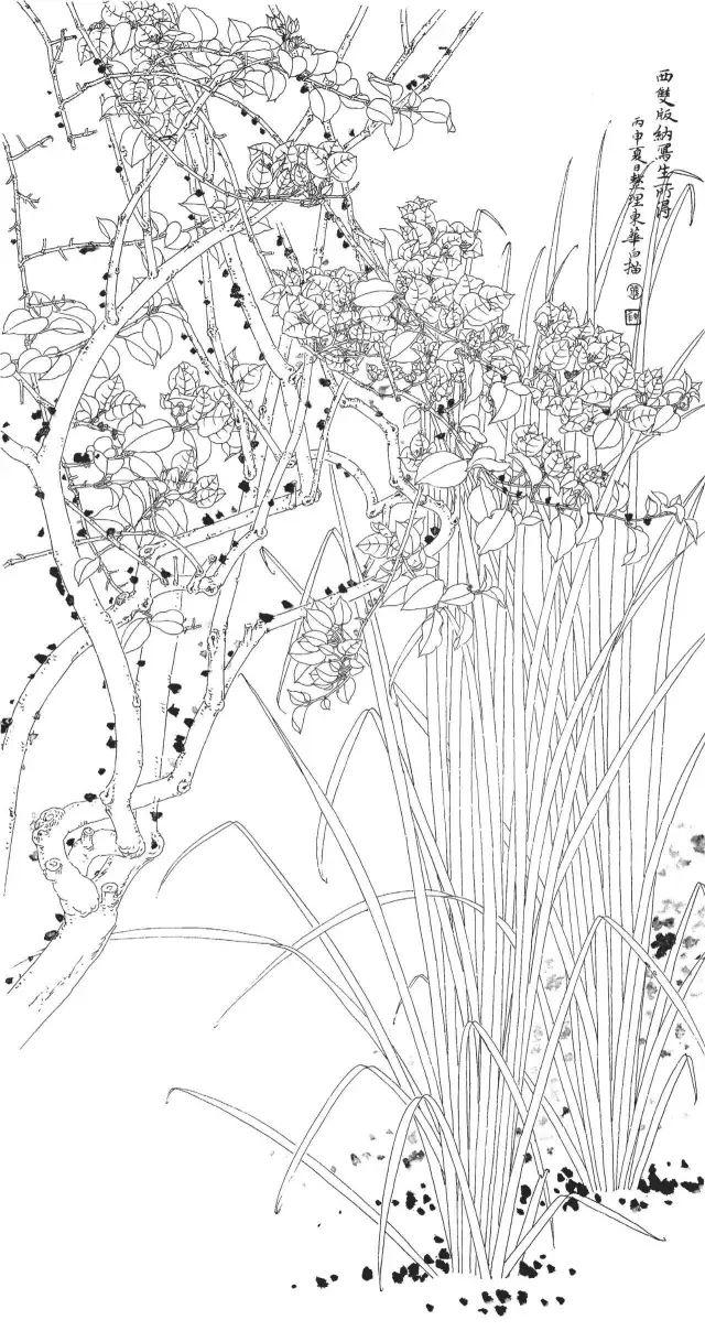白描画谱花鸟篇笔精墨妙黑白亦为美