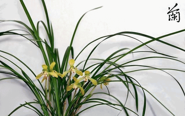 豫书院丨公益讲堂第二期——国画拾遗,空谷幽兰_兰花