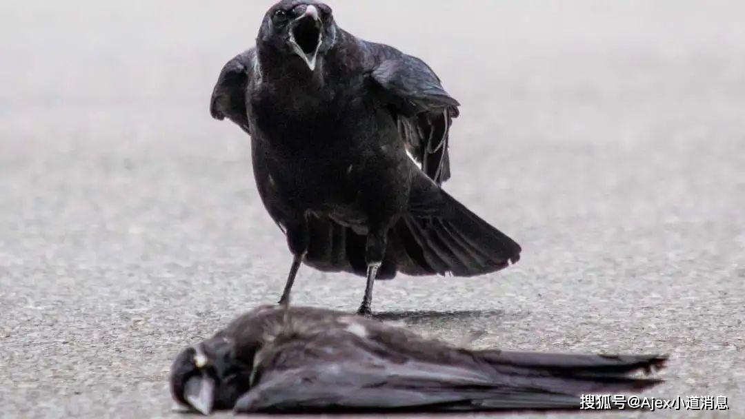 一只乌鸦,如何看待同类死亡?