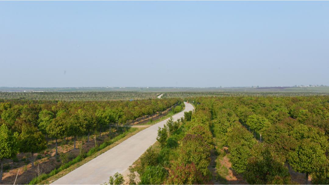 六安市舒城縣河棚鎮苗木基地隨著復工復產腳步加快,上海市春季造林已