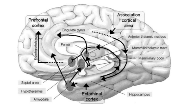 比如短暂性全面遗忘(tga),持续性遗忘综合征,korsakoff综合征等