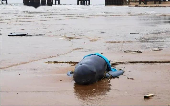 丑萌丑萌一只小江豚搁浅海口西海岸原因让人心痛