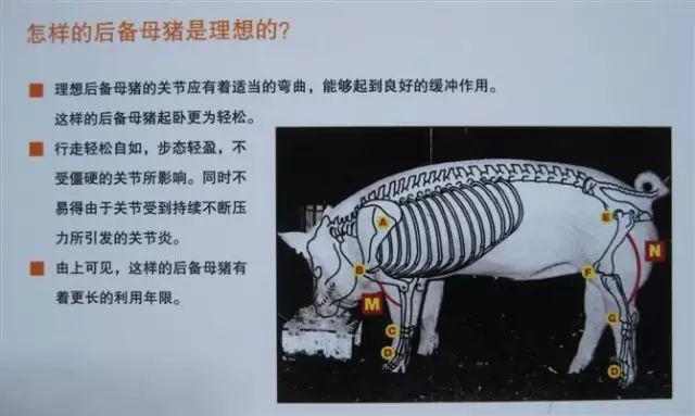 如何挑选后备母猪?图文详细告诉你!别私藏!