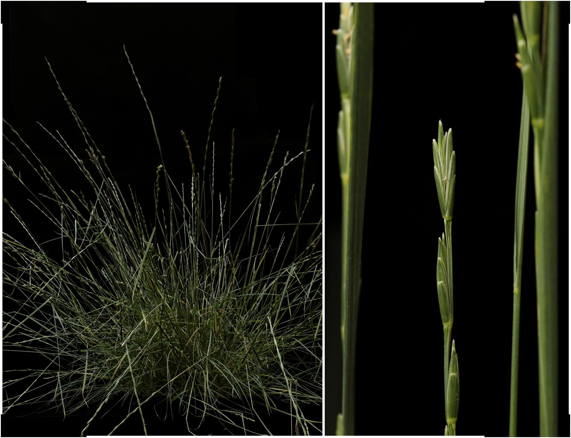 山东农大在攻克小麦赤霉病上取得新进展