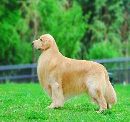 嫌弃家里的金毛不够漂亮是你不会打理吧进来学两招