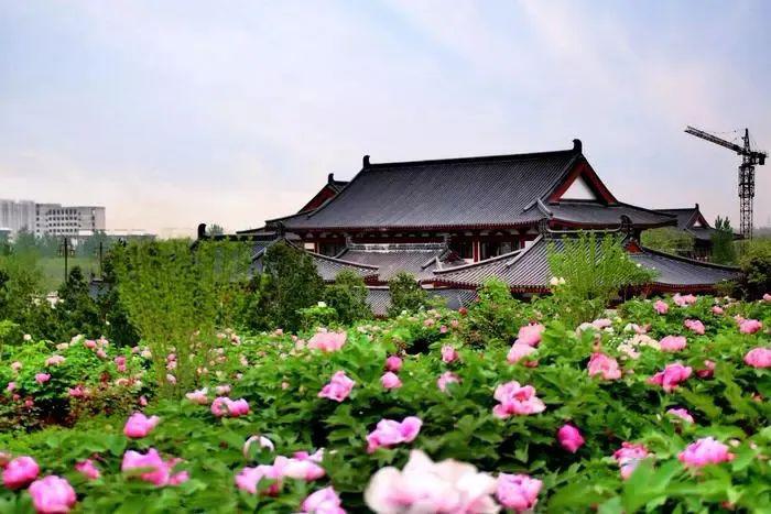 牡丹一开西安就重回盛世大唐美到心醉