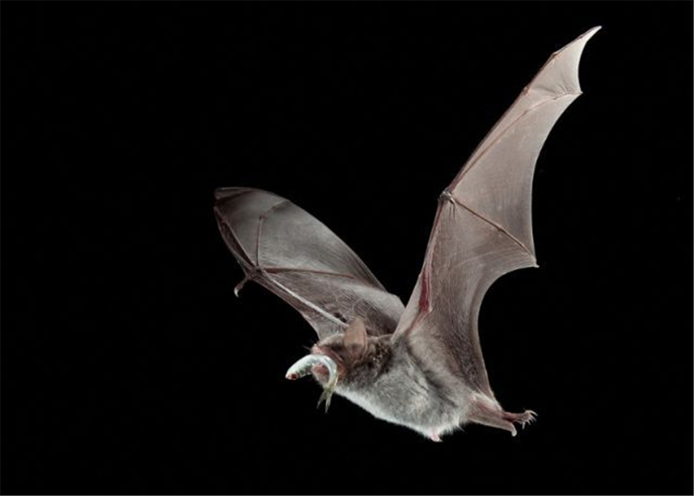 原创广西大石围发现食鱼的蝙蝠爪如鱼钩一晚上能捕获约30条小鱼