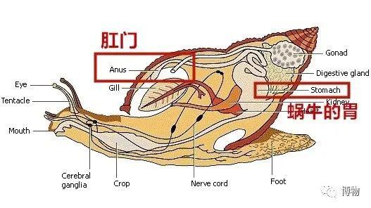 蜗牛身体结构图示意图图片