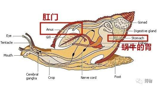 蜗牛解剖结构图图片
