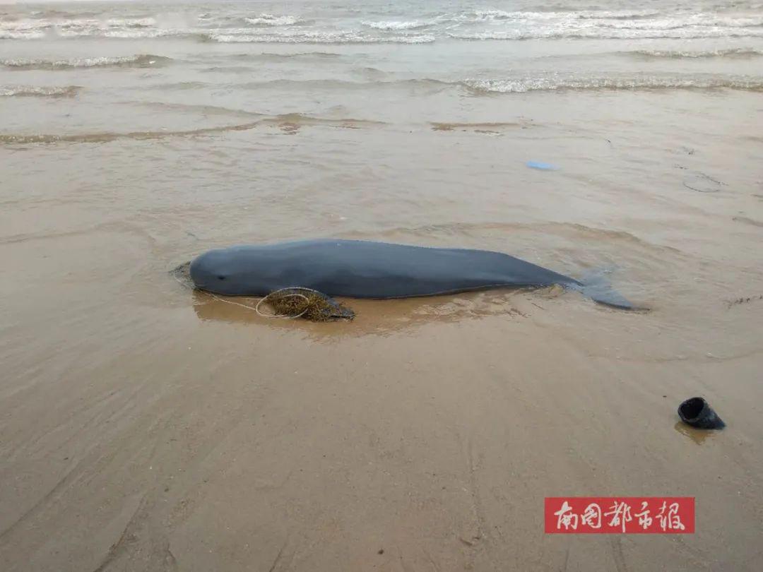 朝鲜半岛海域,中国和东南亚沿海,以及印度洋亚洲部分近海海域,包括