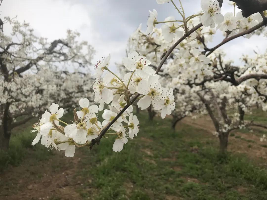 湾"雄心万丈走进你"游园公园"生机无限梨花千树雪杨叶万条烟走进雄州