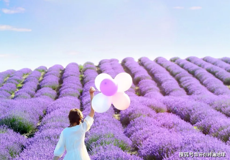 新疆薰衣草爱情圣地置身紫色花海里视觉世界的极致享受