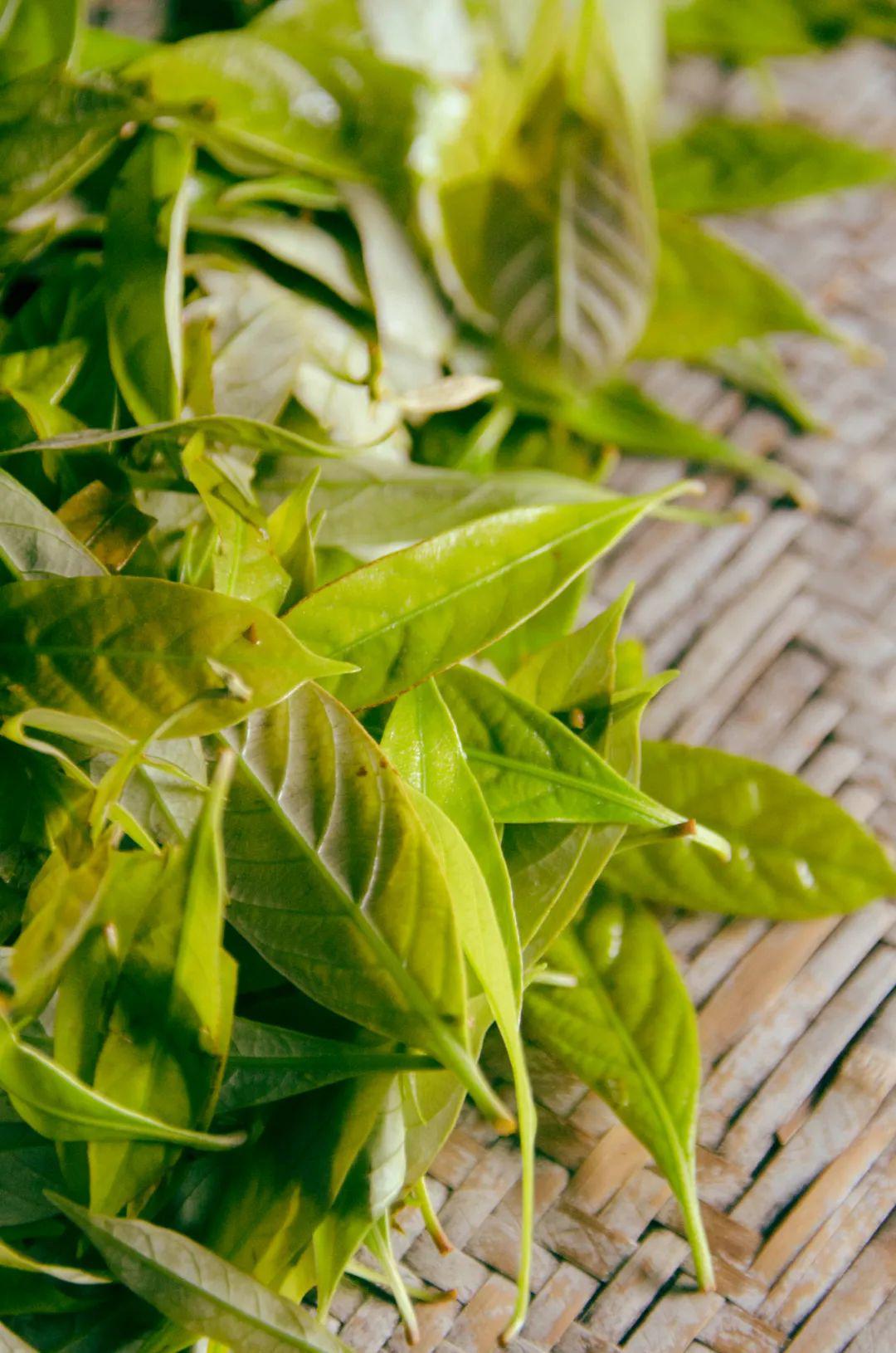 采茶否 | 说缙云山上有一种茶,甜的像饮了花蜜?_甜茶