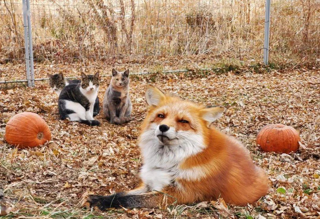 这些被救出的狐狸跟猫狗太像了不仅粘人还超有魔性