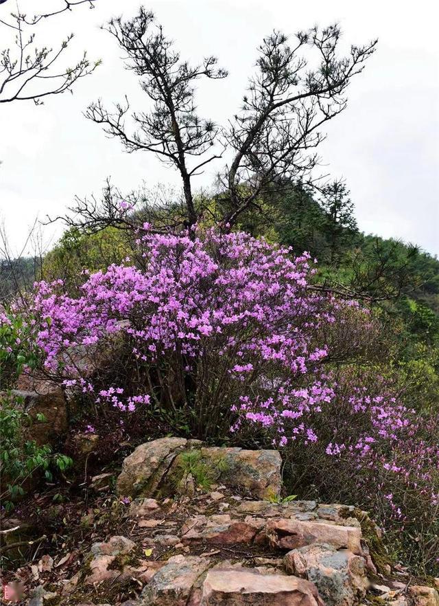 金寨一座高山上惊现一片野生紫杜鹃