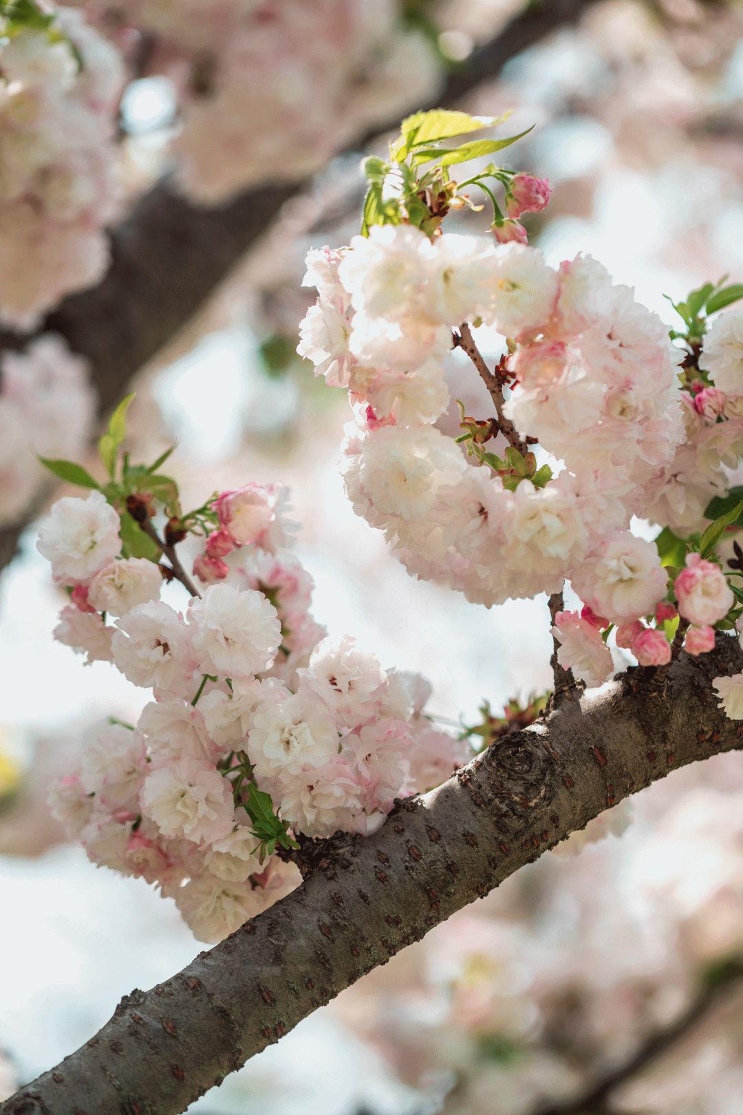 樱花依旧只等你来