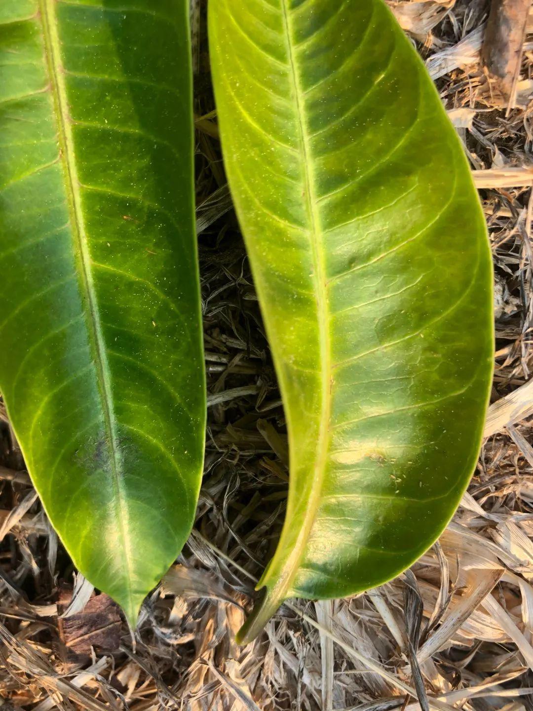 虫害芒果蓟马都有哪些危害