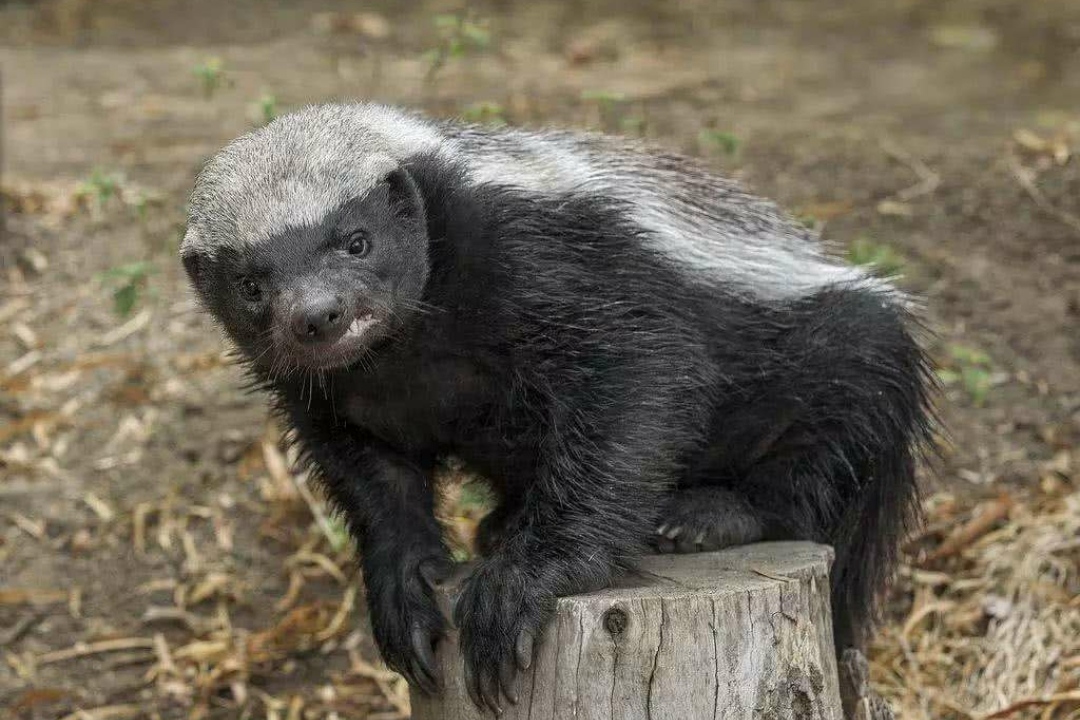 为何说克洛克达尔是《海贼王》中的"平头哥",性格决定一切